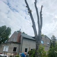 Kaminholz Holz Baum zum Fällen Feuerholz Ahorn 80cm Durchmesser Sachsen-Anhalt - Bördeland Vorschau