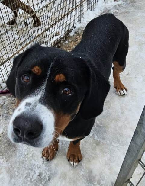 LOUI 4-jähriger Swissy Dog - Großer Schweizer/Berner Sennenhund in Mözen