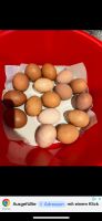 Frische bio hüner Eier 5€ Hessen - Seeheim-Jugenheim Vorschau