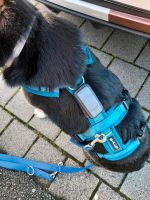 Hundegeschirr blau in Größe L (ohne GPS Tracker) Nordrhein-Westfalen - Espelkamp Vorschau