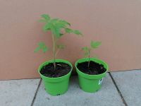Black Plum, Bio Tomate, Tomatenpflanze, Tomatensetzling, Gemüse München - Ramersdorf-Perlach Vorschau