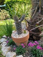 Madagaskarpalme, Pachypodium lamerei, Palme, Kaktus, Pflanze Bayern - Gröbenzell Vorschau