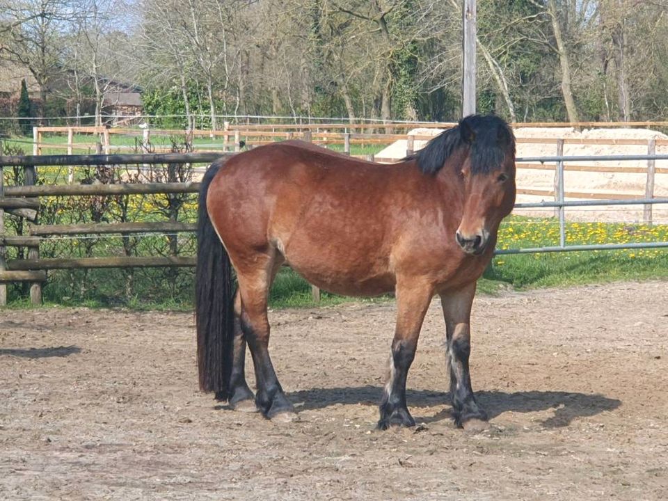 Rheinisch-Deutsche Kaltblut Stute in Bad Zwischenahn