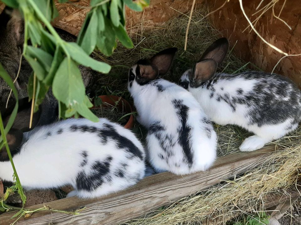 Kaninchen zu verkaufen in Zehbitz