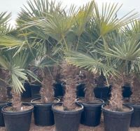 winterharte mediterrane Palme, Palme für die Terrasse, Rheinland-Pfalz - Lingenfeld Vorschau