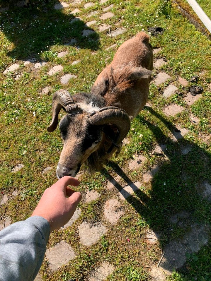 Kamerun Zucht Bock zum Tausch in Ostenfeld (Rendsburg)