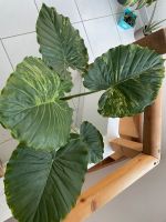 Alocasia gageana variegata XL Elefantenohr Stuttgart - Plieningen Vorschau