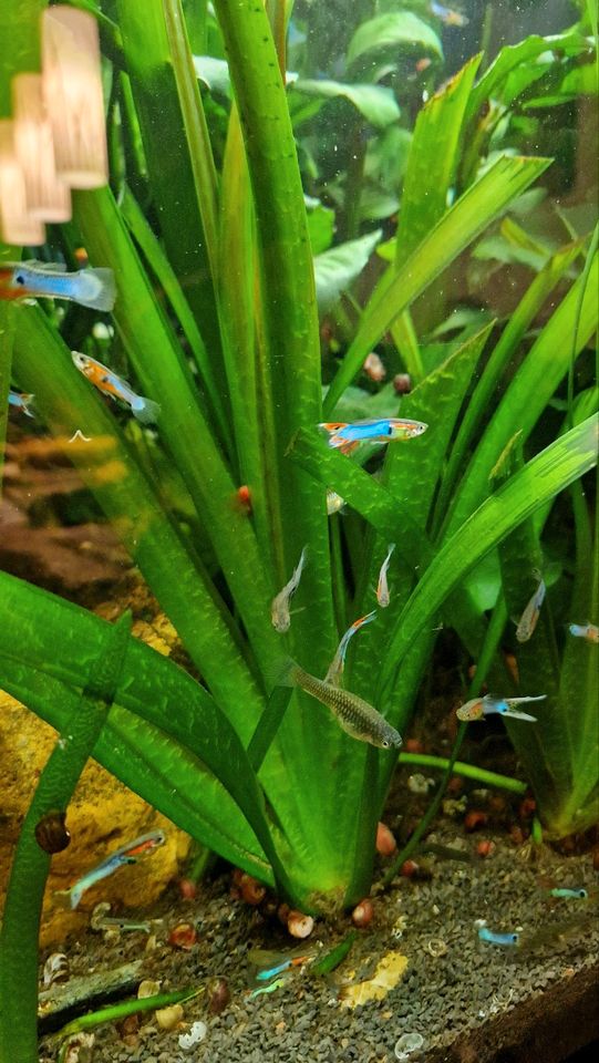 Verkaufe Guppy "Japan blue" DNZ in Feuchtwangen