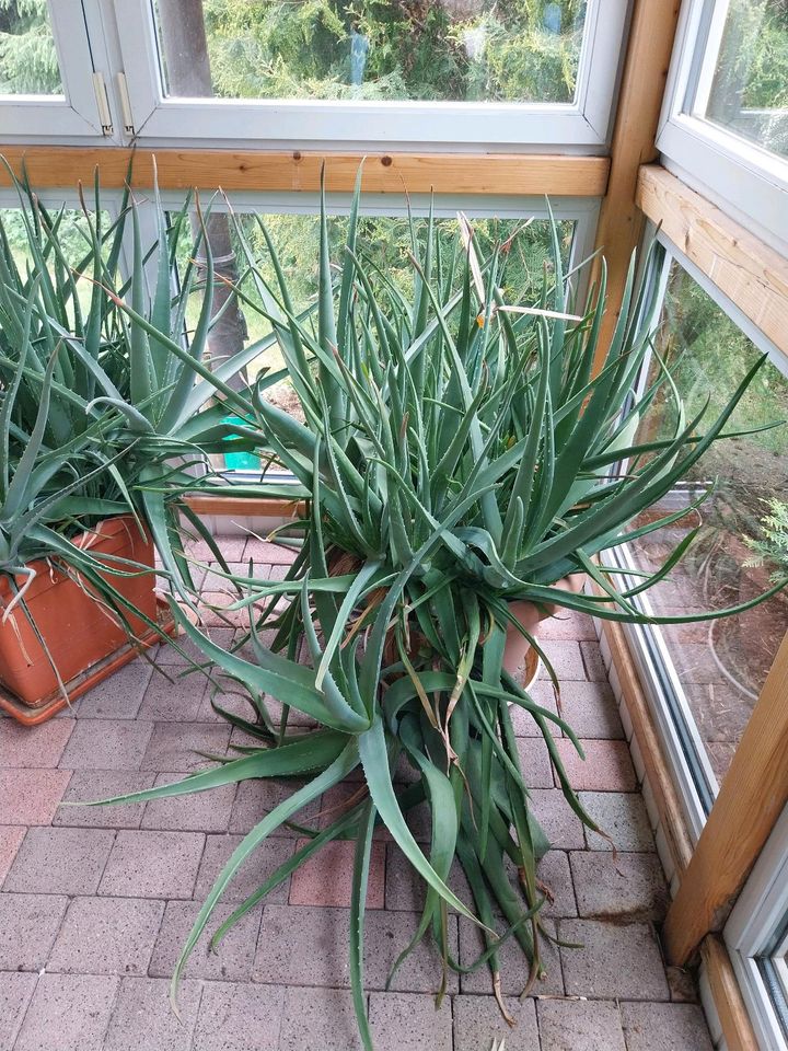 Aloe Vera Pflanze in Wiesenfelden