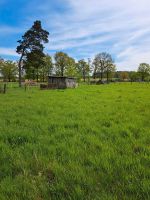 Biete Wiese eingezäunt für Schafe über den Sommer in Bunkenburg Niedersachsen - Lachendorf Vorschau