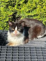 Katze zugelaufen in Kayhauserfeld Niedersachsen - Bad Zwischenahn Vorschau