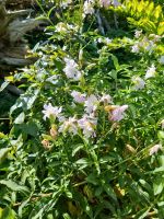 Seifenkraut Pflanze Blume Staude Garten Nordrhein-Westfalen - Kreuztal Vorschau