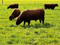 Dexter,  Dexterbulle, Zuchtbulle, Bulle Sachsen-Anhalt - Rätzlingen bei Haldensleben Vorschau