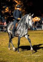 Reitunterricht /klassische Reitausbildung für Erwachsene Brandenburg - Königs Wusterhausen Vorschau