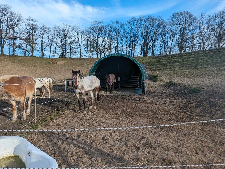 Reitunterricht auf Lehrpferden in Issum