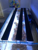 GHL Mitras Lightbar 2 Actinic(1x) Deep Actinic(2x) 150cm Netzteil Leipzig - Sellerhausen-Stünz Vorschau