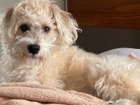 Bichon Malteser Mix Sammy Junghund sucht sein zu Hause Nordrhein-Westfalen - Haltern am See Vorschau