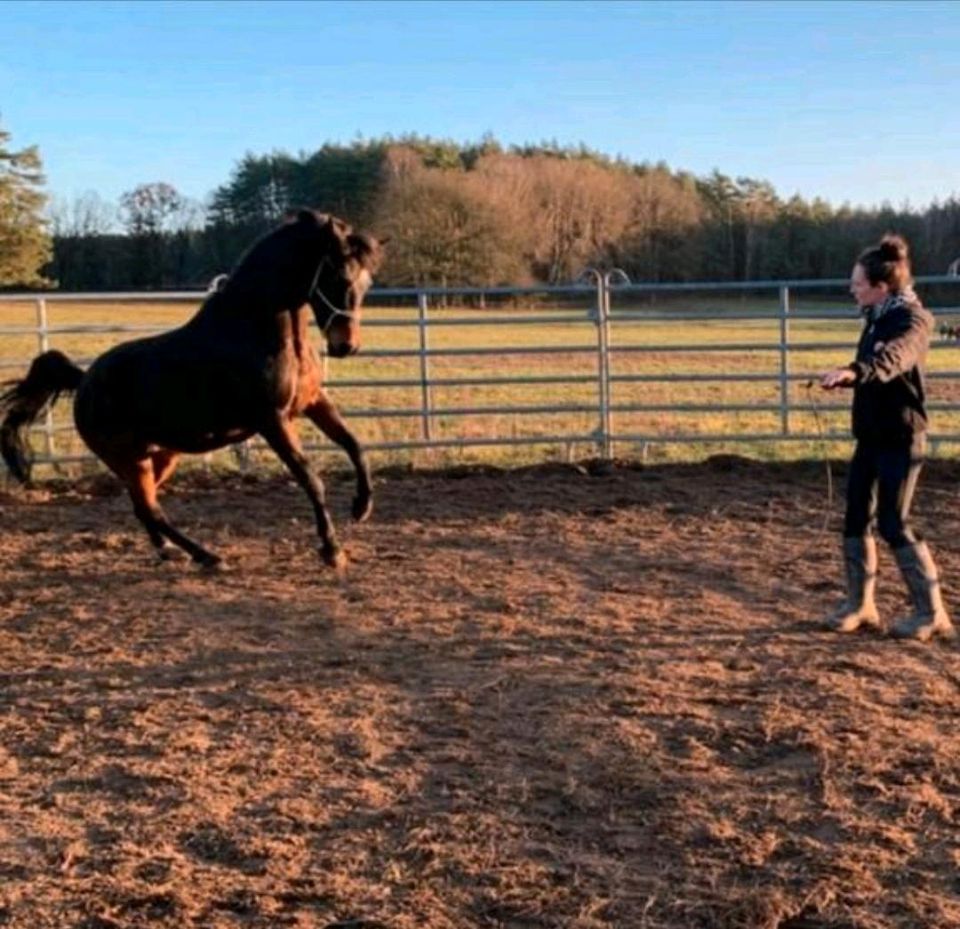 Horsemanship Kurs bei dir am Stall Bodenarbeit Unterricht in Würzburg