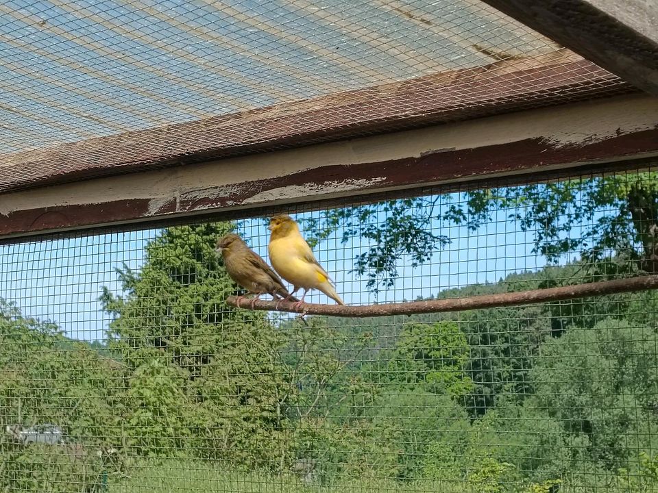 Kanarienvögel Kanarien Ziervögel in Krölpa