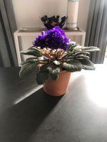 Usambaraveilchen Saintpaulia violett in Keramik Übertopf Tonfarbe Bayern - Traunstein Vorschau