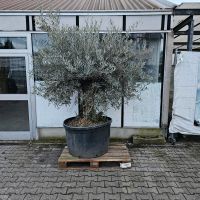 Olivenbaum Olea europea bonsai Pflanze Olive Hessen - Wiesbaden Vorschau