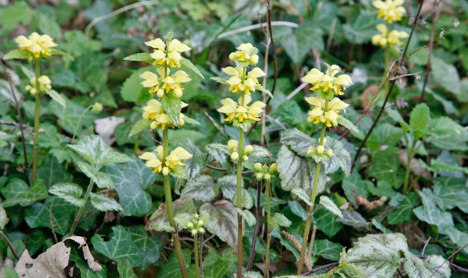 Goldnessel / Taubnessel: pflegeleichte Insektenweide schattig in Berlin
