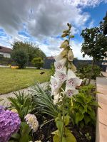 Samen Fingerhut, Digitalis, Bienenmagnet, insektenfreundlich Bayern - Salzweg Vorschau