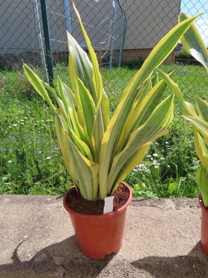 Bogenhanf Sansevieria aubrytiana Yellowstone variegata in Rudolstadt