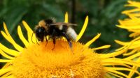 Sämereien/ Blumensamen für den insektenfreundlichen Garten Niedersachsen - Ilsede Vorschau