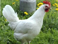 Hühner in weiß bei mir abzugeben kostenfrei Rheinland-Pfalz - Sprendlingen Vorschau
