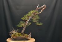 Yamadori Bonsai Pinus Sylvestris Bayern - Bad Reichenhall Vorschau