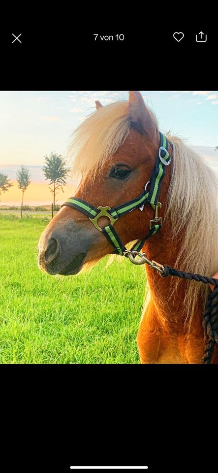 Fahrpony Pony in Hohe Börde