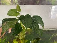 Anubias Barteri Wasserpflanze Aquarium Thüringen - Erfurt Vorschau