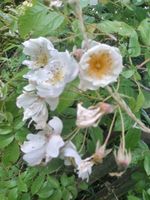 2 Ramblerrosen in weiß Kletterrose Nektarpflanze Bienenmagnet Rheinland-Pfalz - Mainz Vorschau