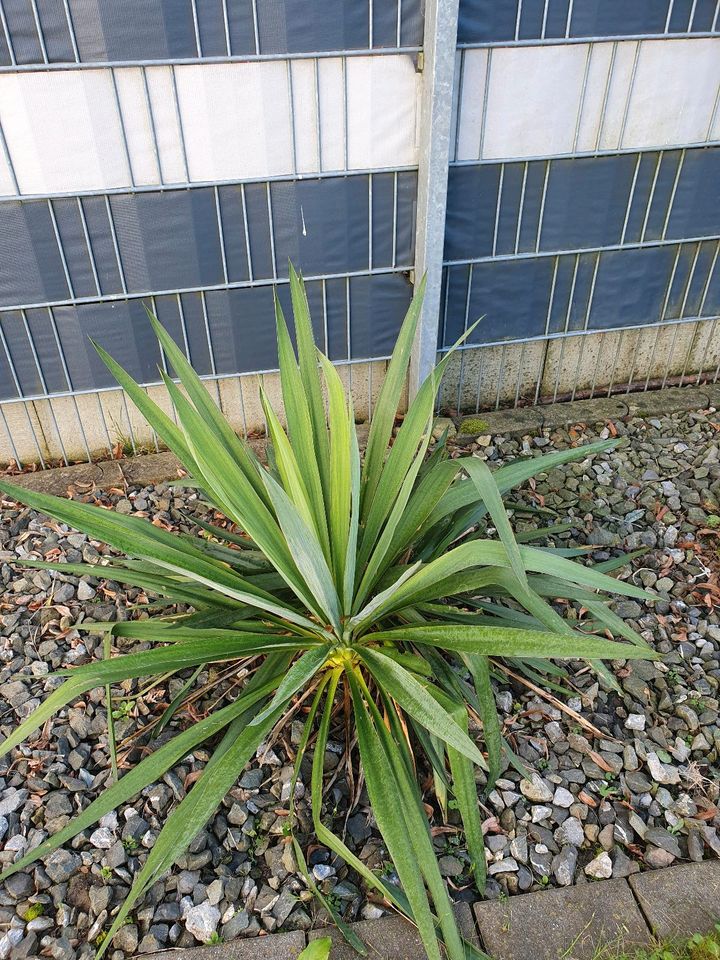 Yucca Pflanze 2St in Dietenheim