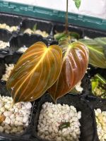 Philodendron Melanochrysum Zimmerpflanze babypflanze exotisch Hamburg-Nord - Hamburg Barmbek Vorschau