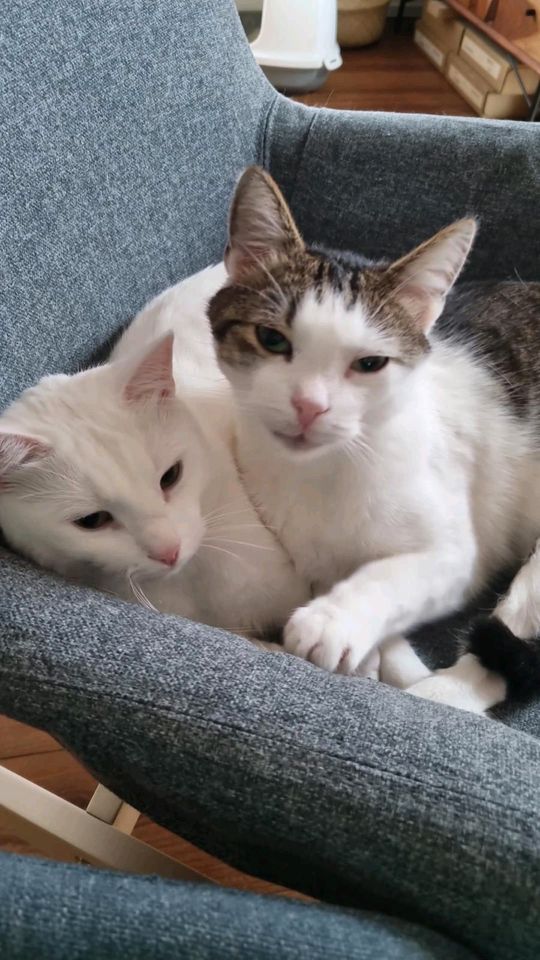 Lui und Snow wollen zusammen bleiben, Tierschutz in Rosenheim