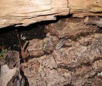 Rollassel Armadillidium gestroi Sachsen - Wilsdruff Vorschau