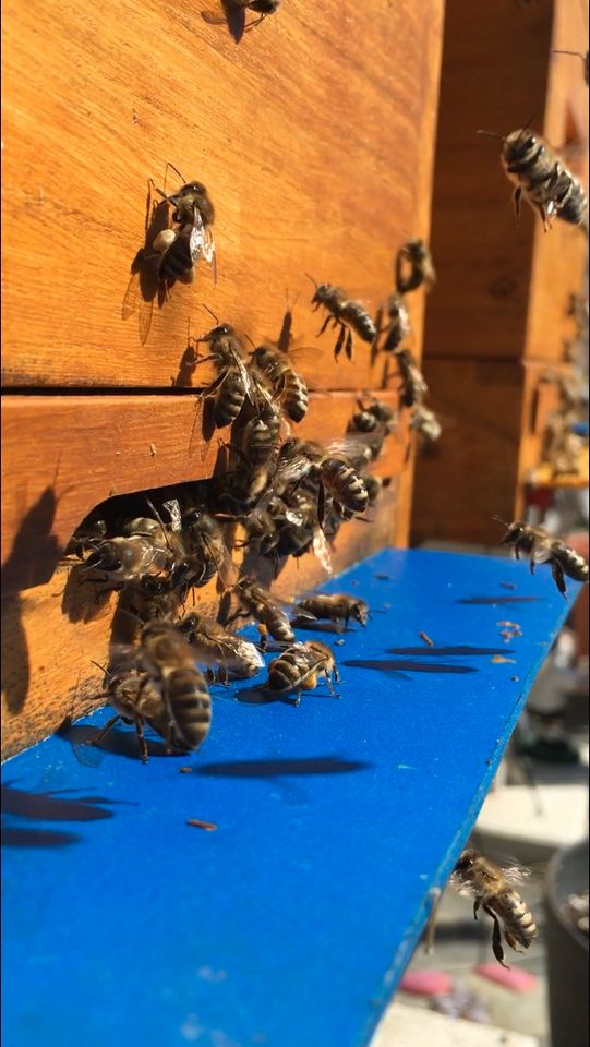 Bienen Ableger Deutsch Normalmaß in Kelsterbach