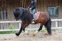 Reitunterricht-Mobiles Training Bayern - Rehau Vorschau