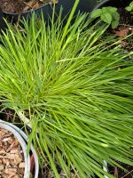 Grünblättrige Segge Irish Green im Topf  • Carex foliosissima Hamburg-Nord - Hamburg Langenhorn Vorschau