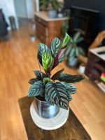 Calathea Ornata Nordrhein-Westfalen - Troisdorf Vorschau