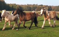 Reit und Pflegebeteiligung für einige Irish Cob Tinker Brandenburg - Wittstock/Dosse Vorschau