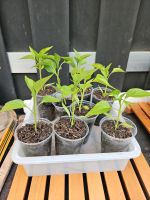 Tomatenpflanzen/Paprika Peperoni Niedersachsen - Wolfsburg Vorschau