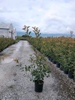 Photinia Red Robin 120/+ cm - immergrüne Glanzmispel Hessen - Dreieich Vorschau