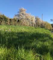 SUCHE Gartengrundstück / Schrebergarten in Grasellenbach Garten Hessen - Grasellenbach Vorschau