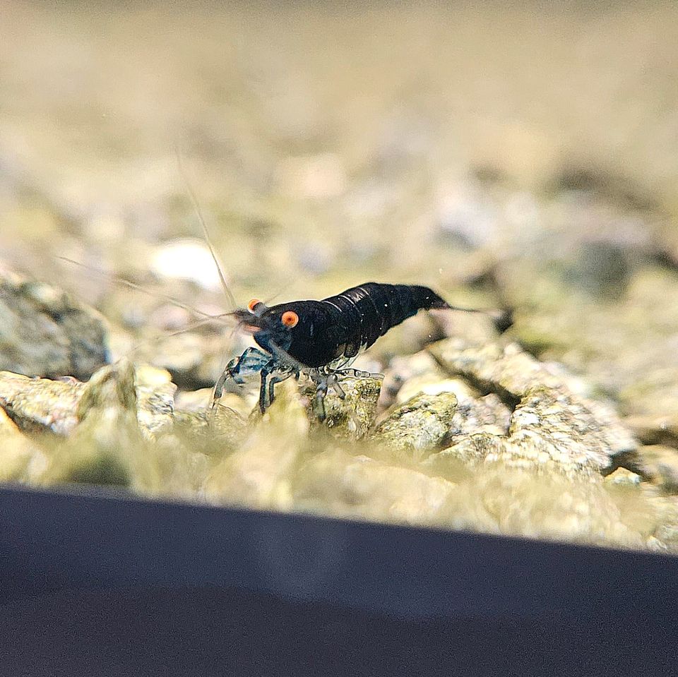 Blue-Black Sapphire OE Garnelen High-grade Neocaridina, 15€* in Möglingen 