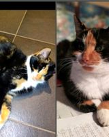 Katze Siva vermisst!!! Niedersachsen - Aurich Vorschau