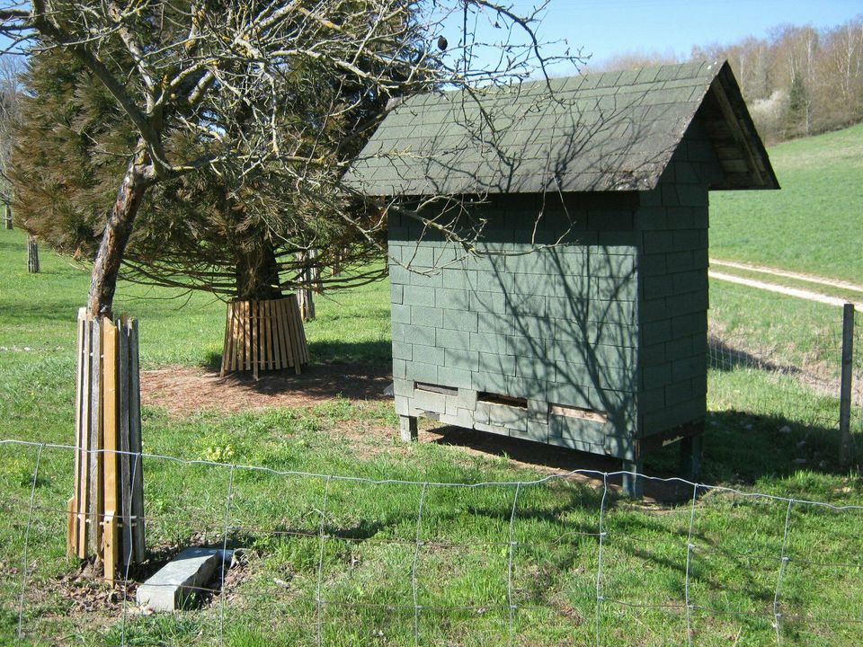 Stellplatz für Bienen Bienenvolk in Hollstadt