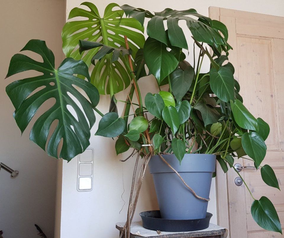 Monstera, großes Fensterblatt mit Ablegern in Sonnenbühl